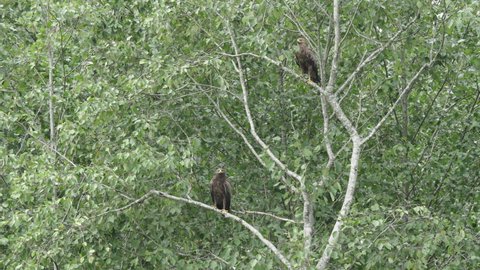 Two lesser spotted eagles, sitting in the tree in the summer and hunting mice.