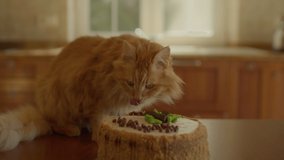 Cute red cat sitting on the table with cake and licking. Tasty birthday cake for pet in the kitchen. - Powered by Shutterstock - Get 15% off with code: PIKWIZARD15