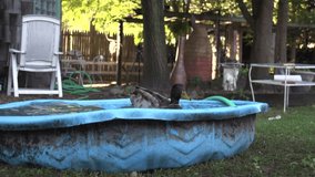 black duck washing itself in a bucket of water and cleaning feathers, video of birds bathing in splashing water, slow motion ducks playing in the backyard
