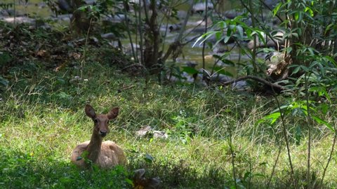 Seen under the shade of the trees while the camera zooms out, Eld's Deer, Rucervus eldii, Huai Kha Kaeng Wildlife Sanctuary, Thailand.