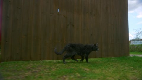 Portrait Of An Old Black Cat Walking On Green Lawn Yard At Daytime. Tracking Shot