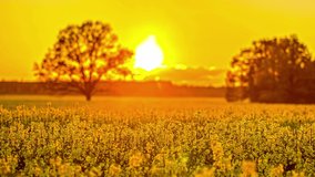 Beautiful Wild Flower field And Amazing Orange Sunset - fusion clip