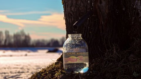 View of maple juice flowing from a tree through a hollow in timelapse on a snow covered landscape. Jar filled up with maple juice throughout the day.