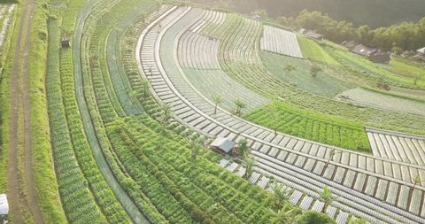 aerial drone view of a vegetable field in the village of Butuh, Magelang, Indonesia. bird eye view level shoot of vegetable garden. Agriculture industry