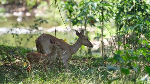 A mother deer settles on the grass as the fawn grooms itself while standing then walks a little, Eld's Deer, Rucervus eldii, Huai Kha Kaeng Wildlife Sanctuary, Thailand.