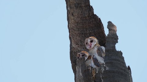 Two individuals seen panting during a warm afternoon while they are in the burrow, Barn Owl Tyto alba Thailand.
