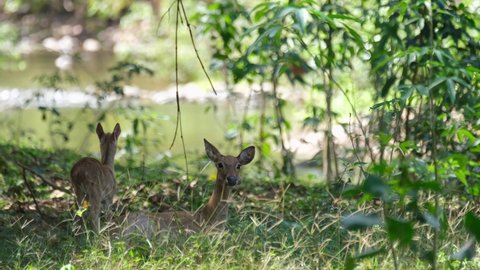 Resting under the shade of the forest while a fawn stands and looks around, Eld's Deer, Rucervus eldii, Huai Kha Kaeng Wildlife Sanctuary, Thailand.