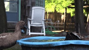 three black ducks washing themselves in a bucket of water and cleaning feathers, video of poultry bathing, slow motion ducks playing in the backyard