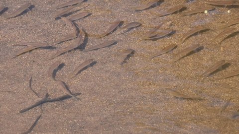 Changing places as they make a formation in diagonal then a dried leaf floated from the right to the left, Fish in the Stream, Poropuntius sp., Huai Kha Kaeng Wildlife Sanctuary, Thailand.