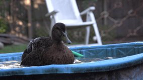 slow motion ducks playing in the backyard, black duck washing itself in a bucket of water and cleaning feathers, video of birds bathing in splashing water