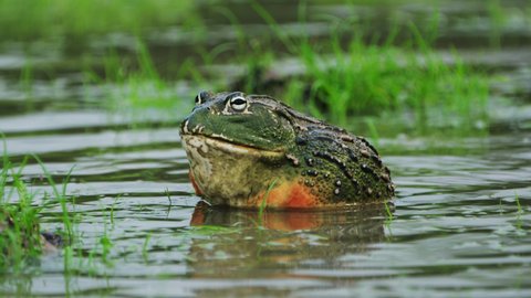 american bullfrog mating call