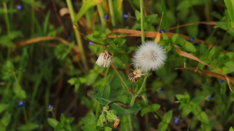 4k resolution footage of annual sow thistle. Ultra HD footage of Beautiful dry common sowthistle flower. Sowthistle or dandelion flower. Common sowthistle flower. With selective focus on the subject