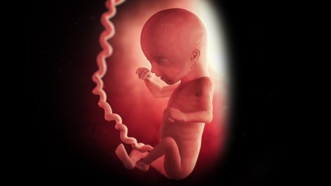 Beautiful realistic animation of a 16 - 18 week unborn in the womb. Intricate workings combined with a shallow depth of field provide a soft but detailed tone for this artistic shot. 