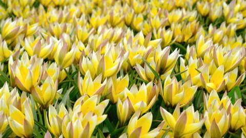 Close up view on Field or meadow of yellow botanical tulips. Tulips flowers sway in the wind. Top view. 4k resolution spring floral video banner.