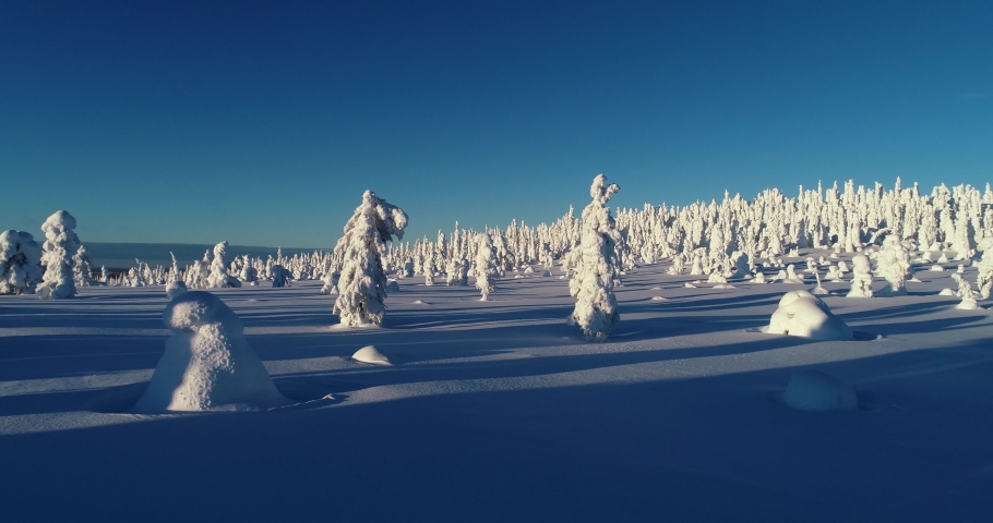 Snow-covered coniferous trees in Riisitunturi National Park, Northern Finland.