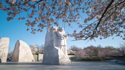 Washington DC- March 21st 2022: A 4k time lapse of the MLK Memorial in Washington DC with fully bloomed Cherry Blossoms in the foreground.