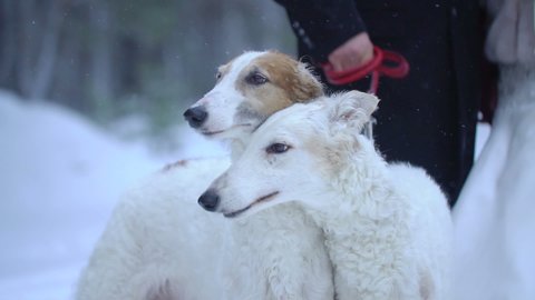 Two dogs Greyhounds winter forest