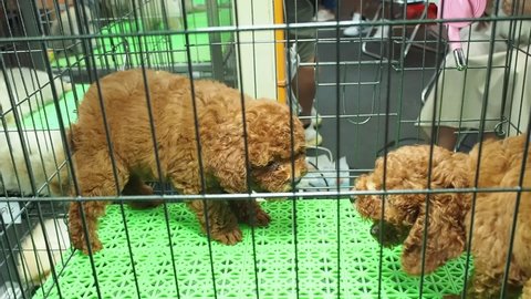 Footage Full HD 1080P close-up. Video Full HD 1080P pedigree Bichon Frize Brown (Bichon Poodle), playing in a kennel in a pet shop.