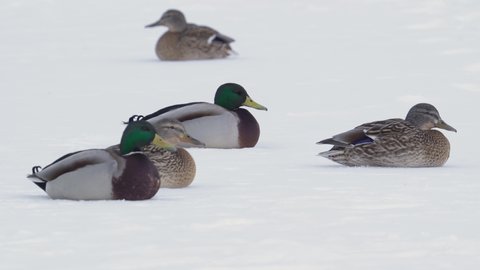 A group of wild mallards ducks and drakes roam and slide across the ice of a frozen river in search of food. Survival of wild ducks in the wildlife in cold weather.