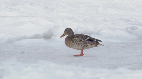 A mallard wild duck roams and slide across the ice of a frozen river in search of food. Survival of wild ducks in the wildlife in cold weather.