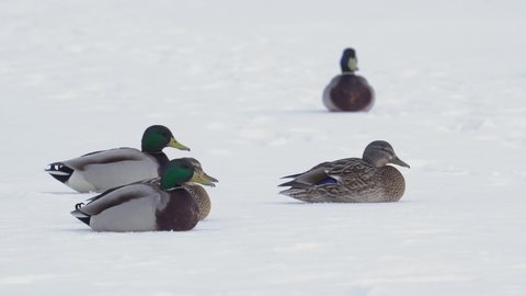 A group of wild mallards ducks and drakes roam and slide across the ice of a frozen river in search of food. Wildlife ducks in cold weather.