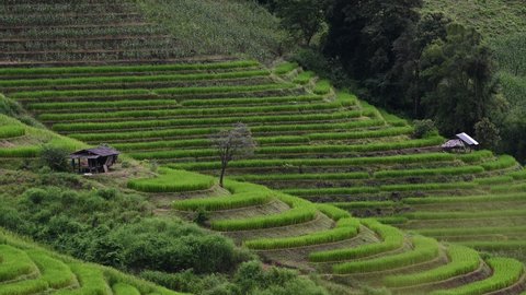 Ban pa pong piang rice terraces at chiangmai,This is the most beautiful rice terraces in Thailand	