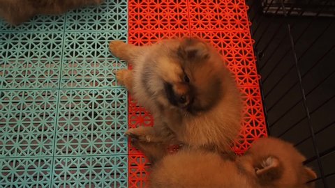 Footage Full HD 1080P. Pomeranian puppy (Pom) scratching his head with his legs, in the kennel. pet shop