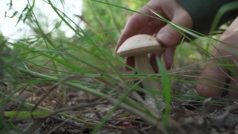 A white mushroom in the forest. A man collects mushrooms in the forest, cuts a young cep with a knife and puts it in a bucket. Mushroom picker looking for mushrooms