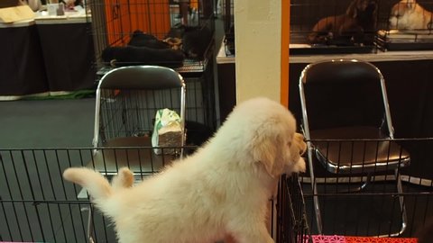 Footage full HD 1080P. Breed puppies, 2 Golden Retrievers playing in the kennel. in a pet shop.
