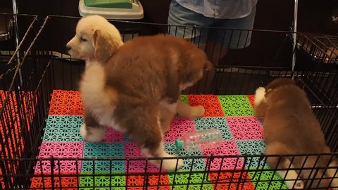 Footage full HD 1080P. Breed puppies, Golden Retrievers and Siberian Husky playing in the kennel. in a pet shop.