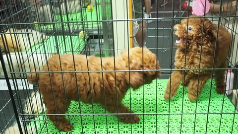 footage Full HD 1080P. Pedigree puppy, Bichon Frize Brown (Bichon Poodle) playing in a kennel in a pet shop.