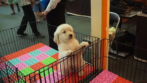 Footage full HD 1080P. Breed puppies, Golden Retriever playing in the kennel. in a pet shop.