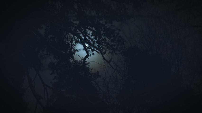 The moon shines through the branches of trees. Gloomy night forest scene. Royalty-Free Stock Footage #1088488467