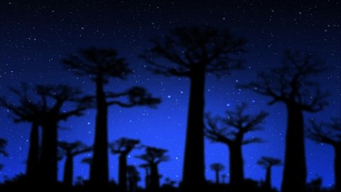 Night Sky in Avenue of the Baobabs. Starry Dark Sky Time Lapse Over Baobabs Trees Silhouette. Beautiful Morondava Landscape.	
