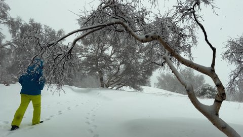 Shooting of the snowy woods on Etna in winter during the snowfall. Birches, chestnuts, pines in a snowy environment with cold temperatures in Sicily. Etna in winter. North Etna, Piano Provenzana.
