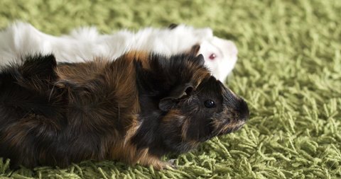 Two pet guinea pigs Black brown and white body on the green carpet.