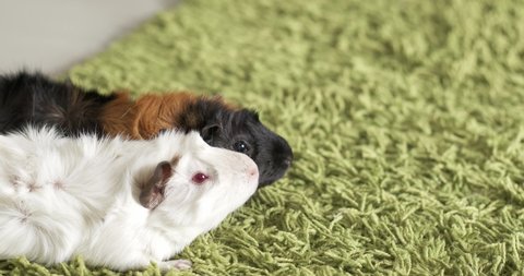 Two pet guinea pigs Black brown and white body on the green carpet.