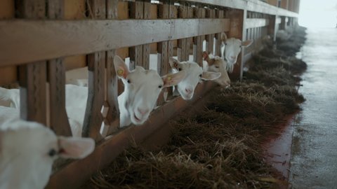 Cute animals goats eating in the farm stable. Domestic farm. Agriculture and ecology. Goat farm. Slow motion