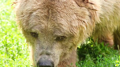 Close up of a big brown bear in a natural green forest. Wildlife scene