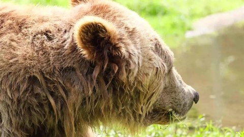 Close up of a big brown bear in a natural green forest. Wildlife scene