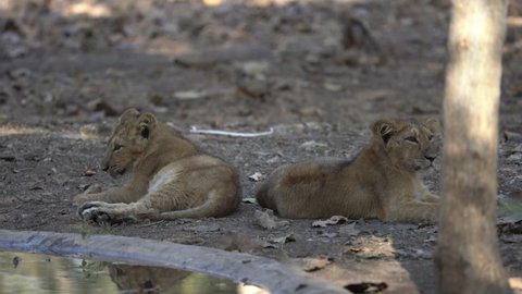 Asiatic lion cubs resting near man made water point at Gir Sanctuary and National Park, Sasan, Gujarat, India.  