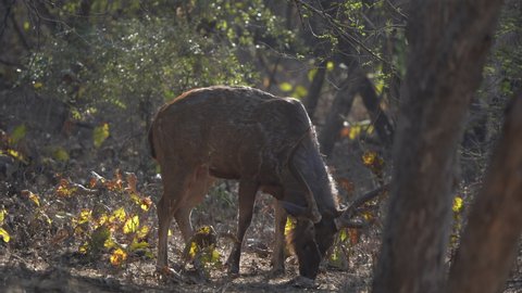 Sambhar Deer with big stag foraging at forests of Gir Sanctuary and National Park, Sasan, Gujarat, India.  