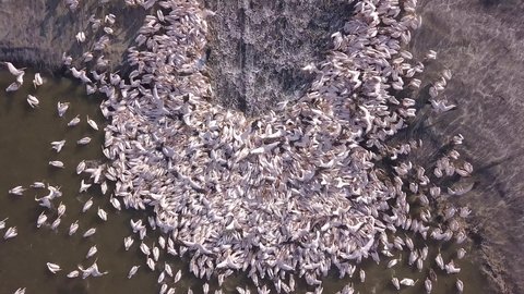 Migrating pelicans colony during an alternative feed in a large water reservoir.