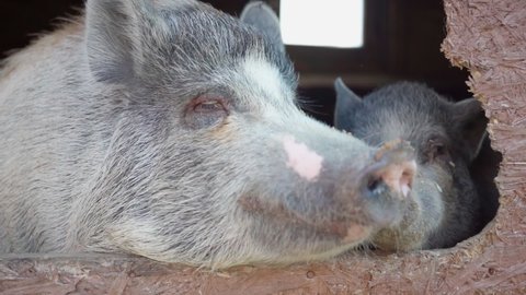 cute gray piglets in barn on farm. pig chews food, feeding animals, Dirty pigs in the pen. Rural area. Animal husbandry. Pork meat. Farm products, healthy natural food. Veterinary medicine.