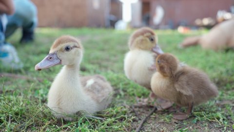 cute little ducklings close up walking in yard on farm and clean their feathers. petting contact touch zoo, Animal Rural area, Veterinary Medicine, Veterinarian, Farm products. Agricultural industry
