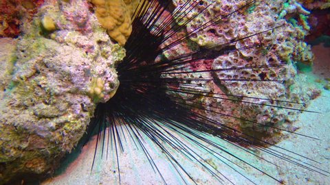 A sea urchin with long spines hides among corals on a coral reef in the Red Sea, Egypt
