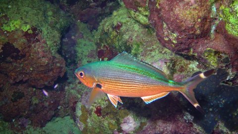 Lunar fusilier (Caesio lunaris), tropical fish resting at night among the corals near the coral reef Red Sea, Egypt