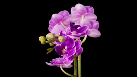Orchid Blossoms. Blooming Purple Orchid Phalaenopsis Flower on Black Background. The Purple Queen Orchid.  Time Lapse. 4K.