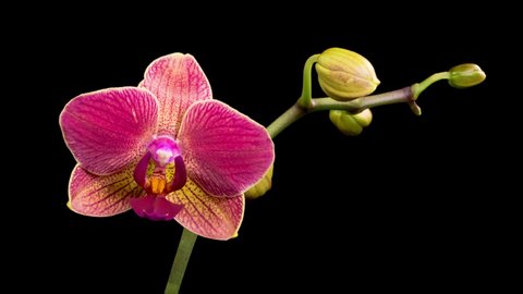 Orchid Blossoms. Blooming Red Orchid Phalaenopsis Flower on Black Background. Time Lapse. Maria Theresa Orchid. 4K.
