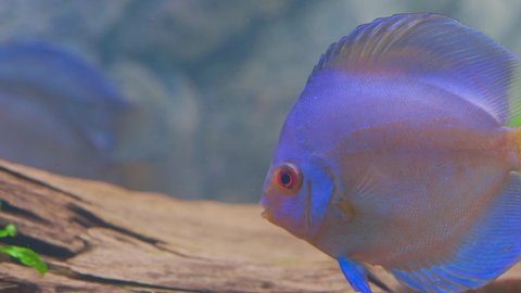 Close up view of blue diamond discus fish cichlid swimming in aquarium. Tropical fishes. Hobby concept. Sweden.